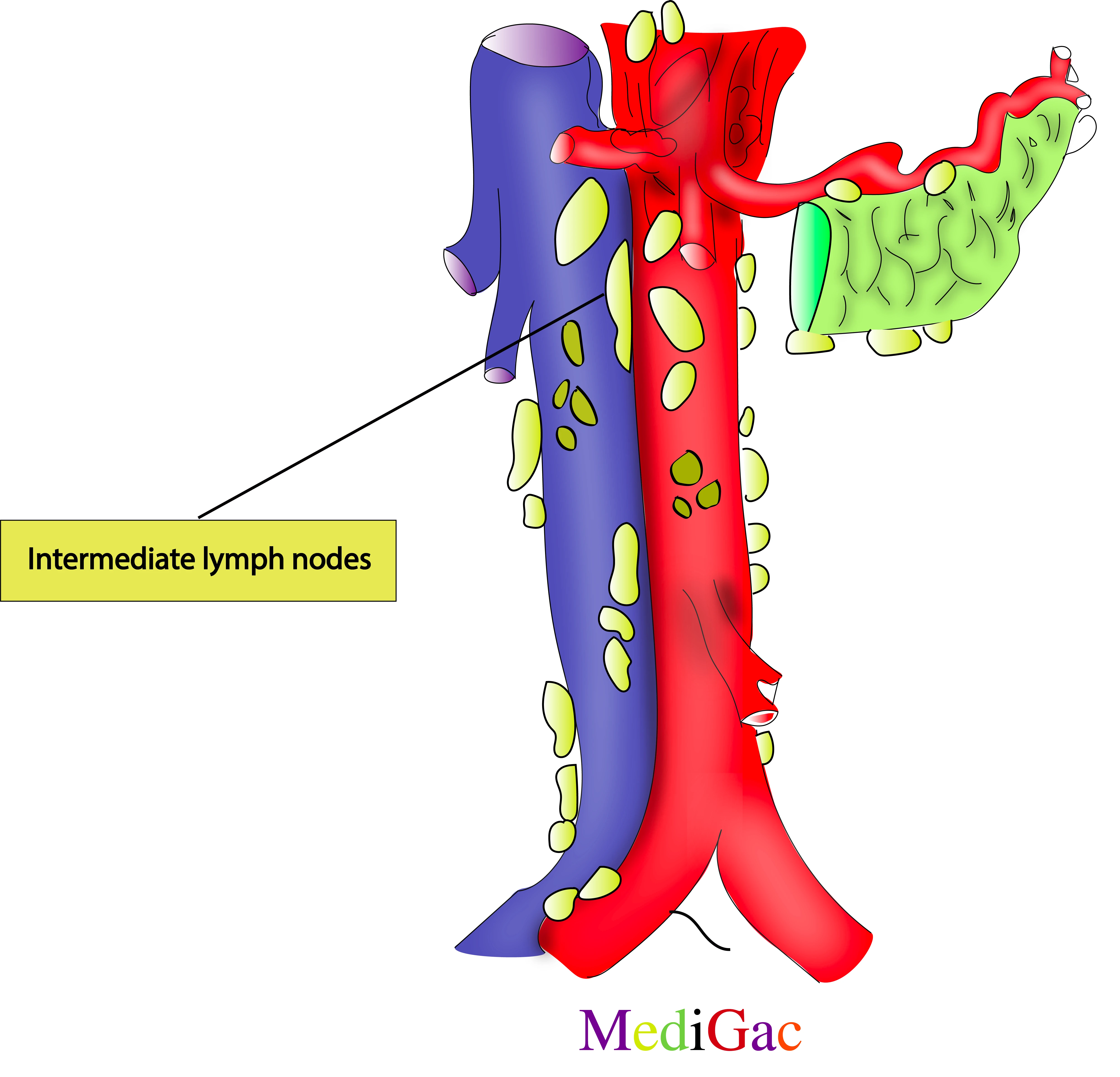 Intermediate lymph nodes